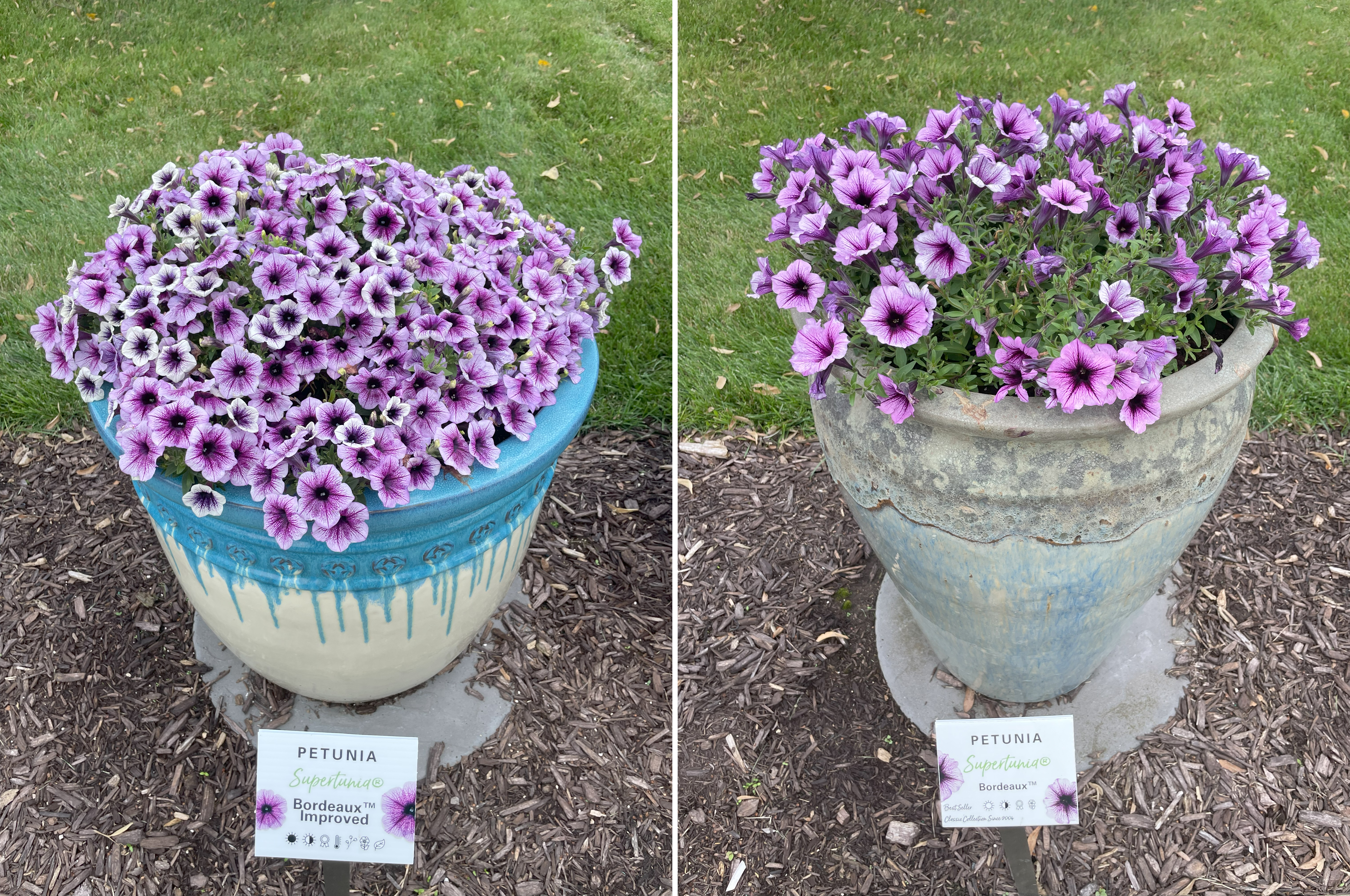 Two displays of Supertunia Bordeaux petunias. Left: A blue ceramic pot dripping with purple-and-white veined petunias, labeled “Supertunia Bordeaux Improved.” Right: A rustic gray planter with slightly larger purple-veined petunias, labeled “Supertunia Bordeaux.”